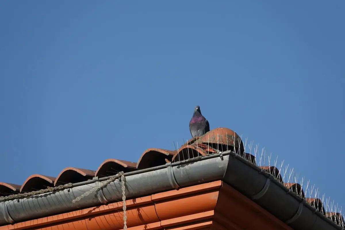 Dépigeonnage
